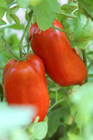 tomatoes in the kitchen-garden